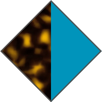 BROWN HAVANA / TURQUOISE