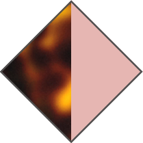 PINK / BROWN HAVANA - GRADIENT BROWN LENS